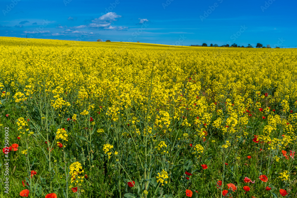 Field of yellow rapeseed oilseed plant on the side of a road with red poppies on blue sky cultivation in Girona Spain Costa Brava
