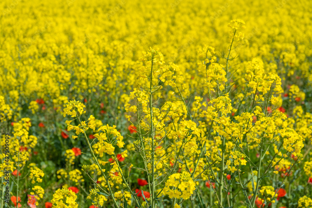 Field of yellow rapeseed oilseed plant on the side of a road with red poppies on blue sky cultivation in Girona Spain Costa Brava