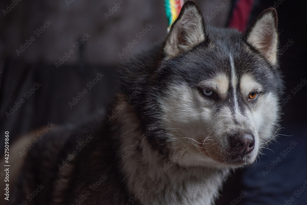 Obraz premium Portrait of a Siberian husky close-up on a dark background.
