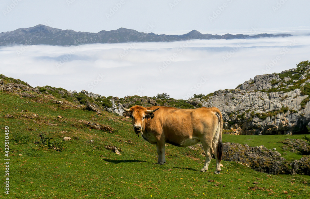 Mayada de Tordín, in the Picos de Europa National Park (Asturias / Spain)
