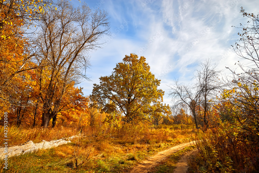 Autumn golden forest in sunny day. Autumn in Russia. Autumn golden forest in sunny day. Autumn in Russia.
