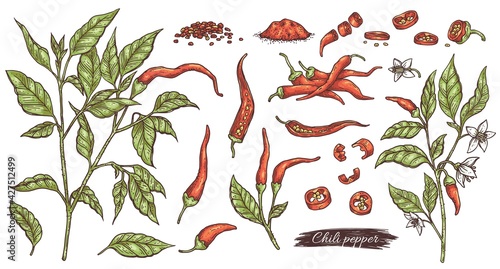 Chili pepper botanical hand drawn set, engraving vector illustration isolated.
