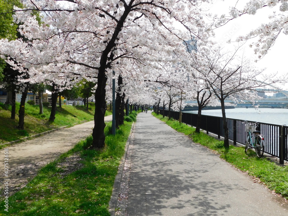 桜が咲く毛馬桜之宮公園の遊歩道(大阪市都島区で2021年3月撮影)