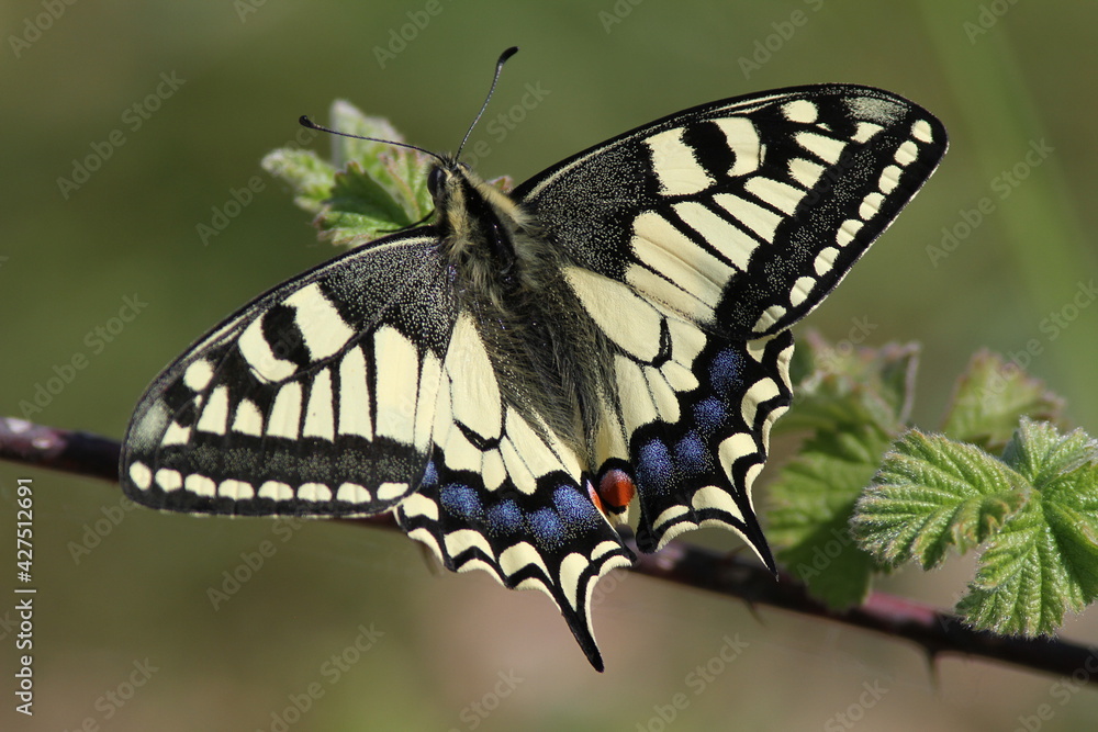 papillon machaon grand porte queue sur une branche de ronce papillon machaon grand porte queue sur une branche de ronce