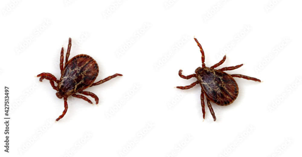 Tick isolated on white background Tick isolated on white background