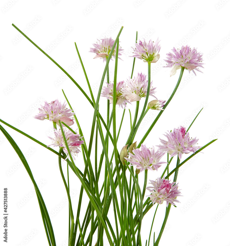 Naklejka premium blooming chives isolated on white background