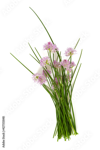 blooming chives isolated on white background