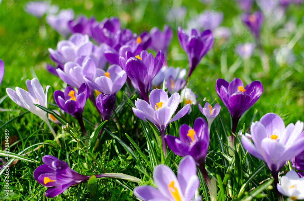 Blooming crocuses, early spring, reviving nature, first flowers, blooming meadow of iris flowers Blooming crocuses, early spring, reviving nature, first flowers, blooming meadow of iris flowers