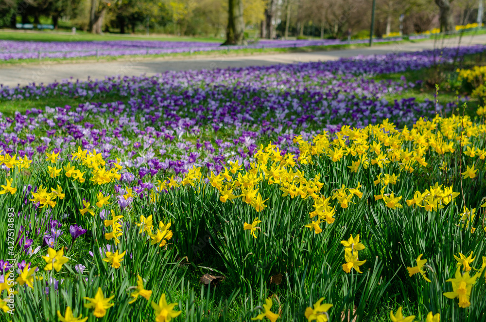 Blooming crocuses and narcissus, early spring, reviving nature, first flowers, blooming meadow of iris flowers. yellow and purple Blooming crocuses and narcissus, early spring, reviving nature, first flowers, blooming meadow of iris flowers. yellow and purple