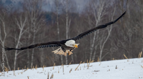 eagle in flight with fully expanded wings