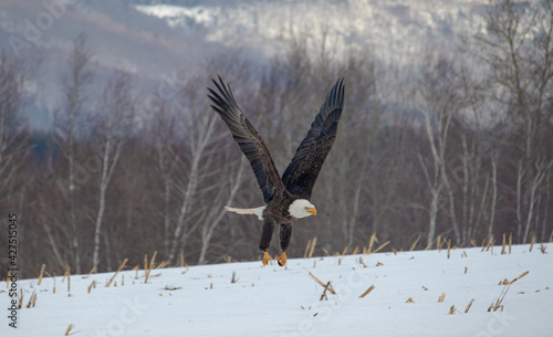 bald eagle in flight