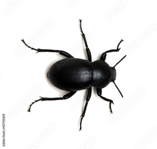 black beetle on white