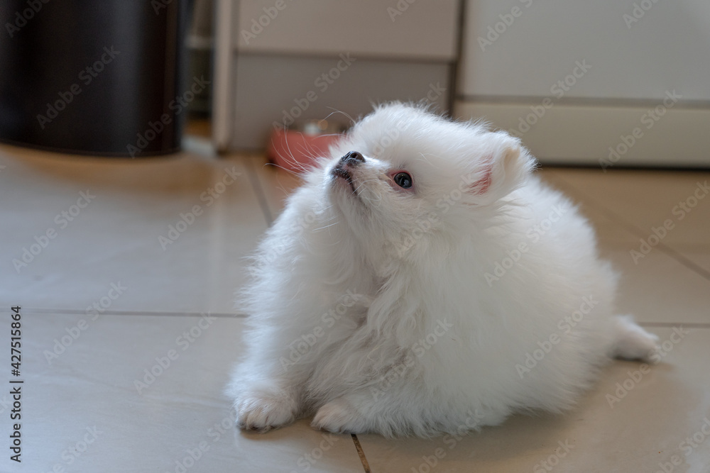 white pomeranian puppy