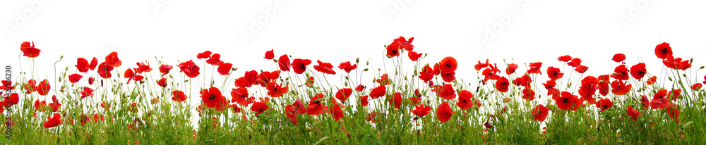 Red poppies isolated on white background. - obrazy, fototapety, plakaty 