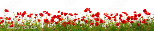 Red poppies isolated on white background. © Alekss
