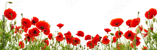 Red poppies isolated on white background.