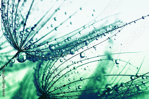 Transparent drops of water on a dandelion macro flower.