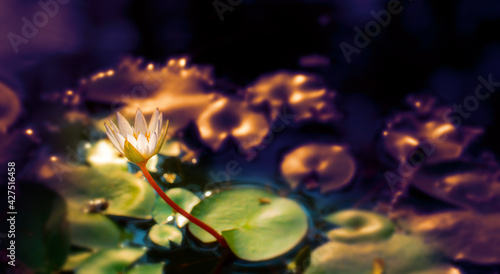 Beautiful White Lotus Blossom in Sun Light at sunset Natural Pond Background