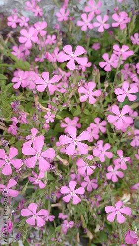 Wallpaper Mural pink flowers in the garden Torontodigital.ca