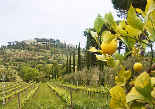 Tuscany vineyards and lemon tree photo
