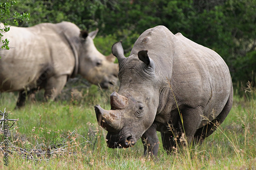 Rhinos in the wild 
