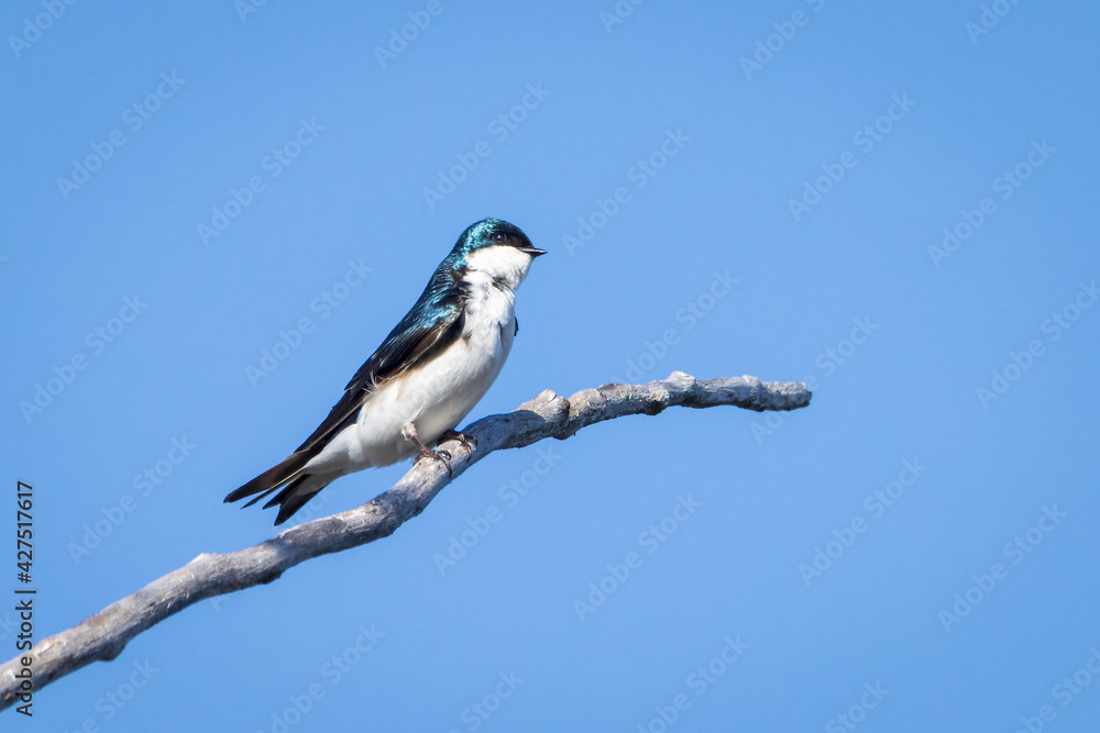 Small tree swallow perched on a tree branch under a clear blue sky Small tree swallow perched on a tree branch under a clear blue sky