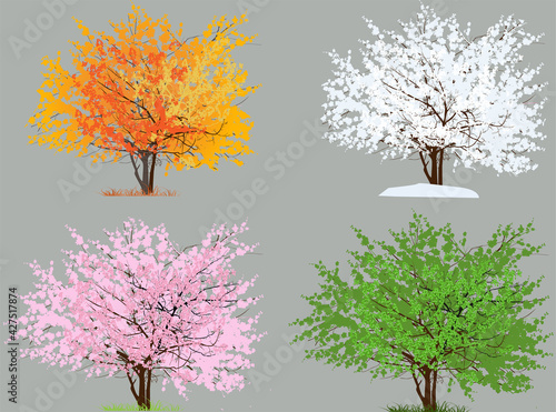 isolated on grey small tree from four seasons