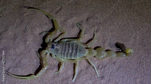 Shield Tailed Scorpion (Apistobuthus pterygocercus) in the middle east on the sand at night.  photo