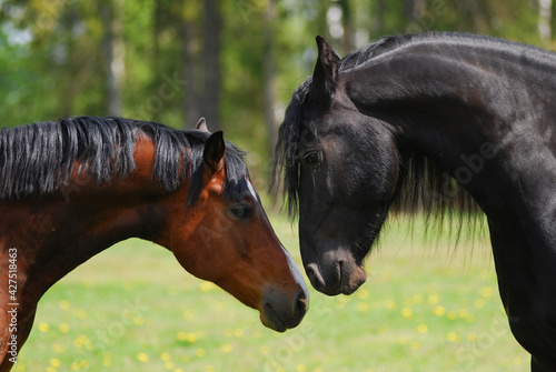 Selective focus shot of brown and black horses in a field