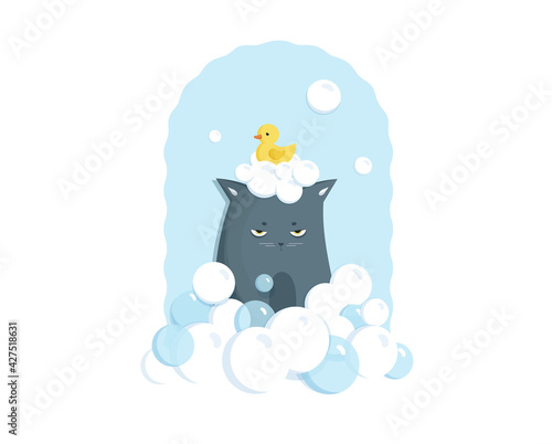 Grumpy grey cat bathing with soap bubbles