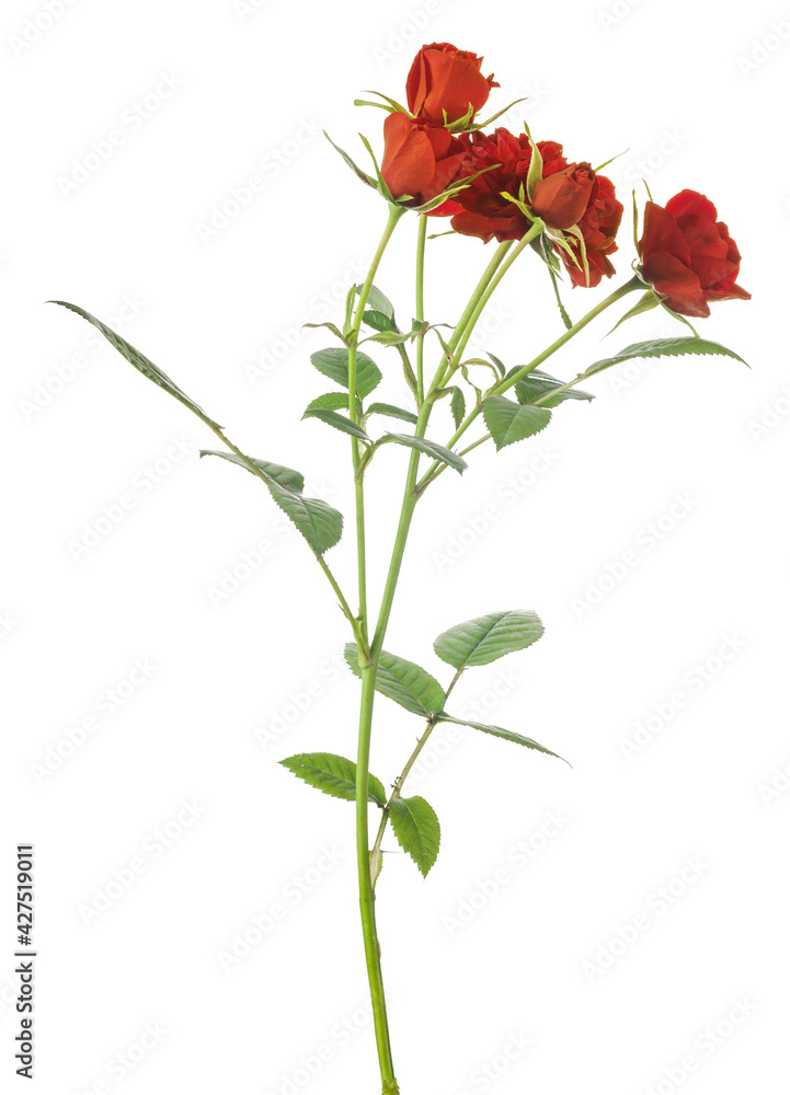 bright red rose five blooms on stem