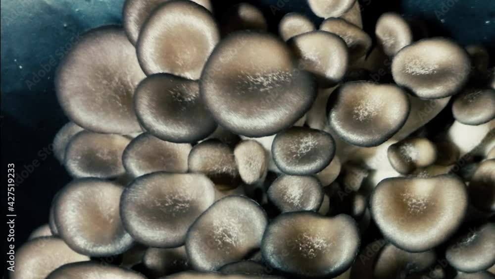 Oyster mushrooms time lapse view from the top. Edible mushrooms background. Biological pattern. Growing mushrooms. Oyster mushrooms time lapse view from the top. Edible mushrooms background. Biological pattern. Growing mushrooms.