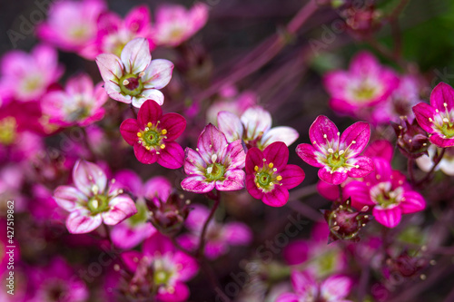 Lovely tiny pink flowers. Soft focus photo