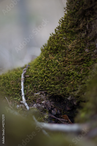 green moss on a tree in a mysterious forest