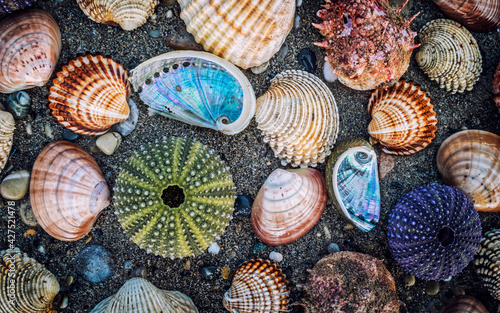 variety of colorful sea shells and urchins on dark wet sand beach background © Dimitrios