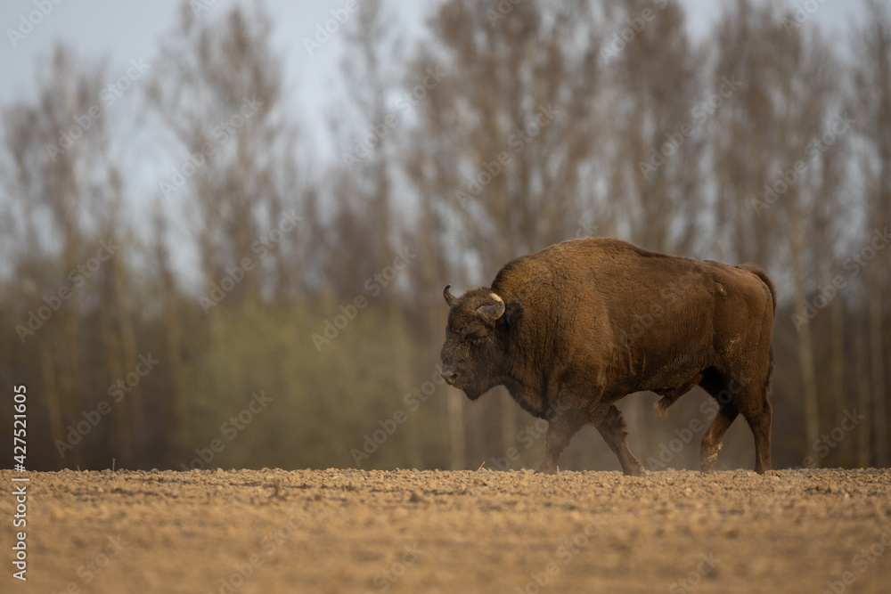 Fototapeta premium European bison - Bison bonasus in the Knyszyn Forest (Poland)