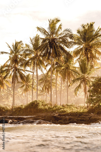 coqueiros na praia de itacare na bahia