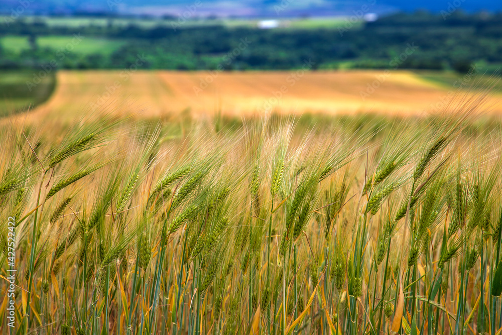 Wheatfield.Natural. Ears of wheat in the field, Blurred background. Agriculture and harvesting concept. Wheatfield.Natural. Ears of wheat in the field, Blurred background. Agriculture and harvesting concept.
