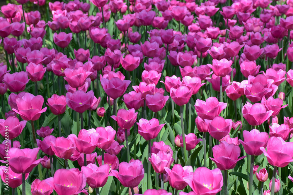 Beautiful fuchsia color tulips grow in the park Beautiful fuchsia color tulips grow in the park