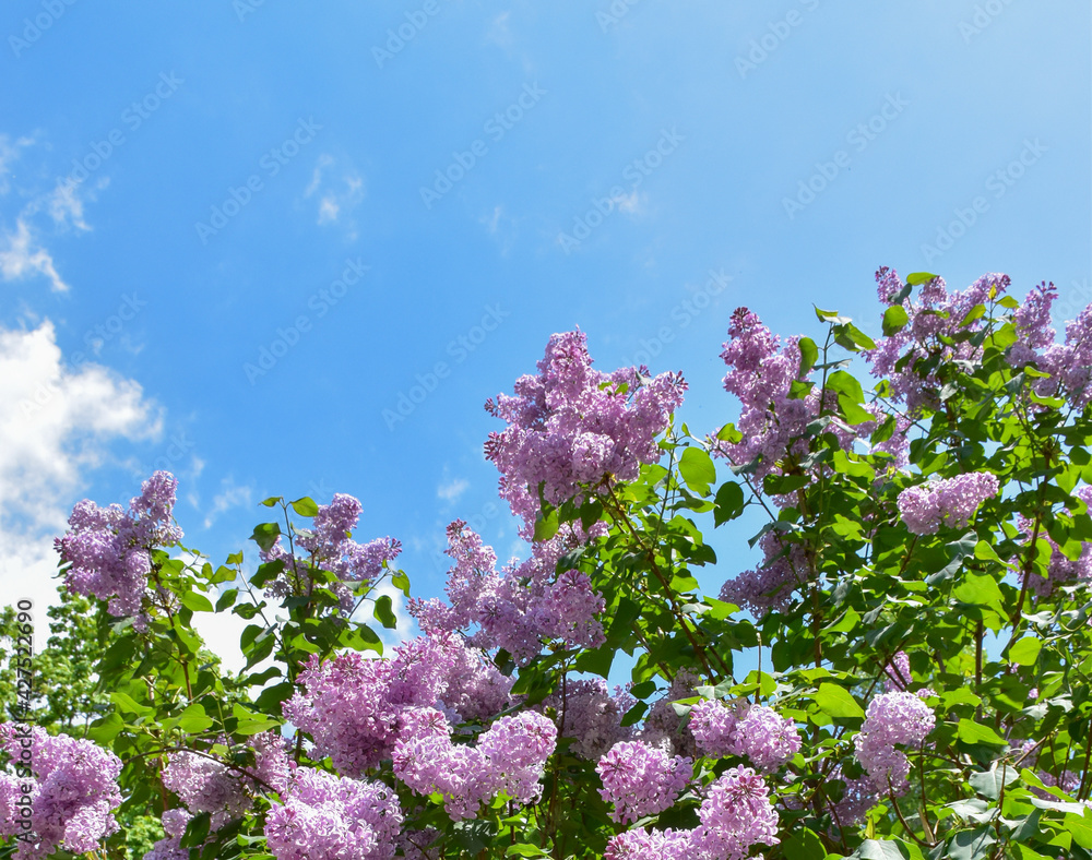 Beautyful lilac flowers on blue sky background Beautyful lilac flowers on blue sky background