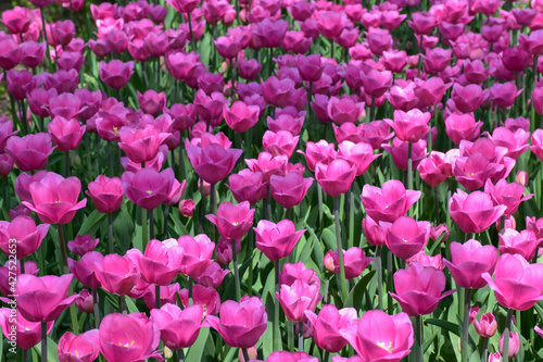 Beautiful fuchsia color tulips grow in the park