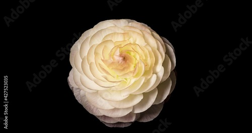 ラナンキュラスの開花