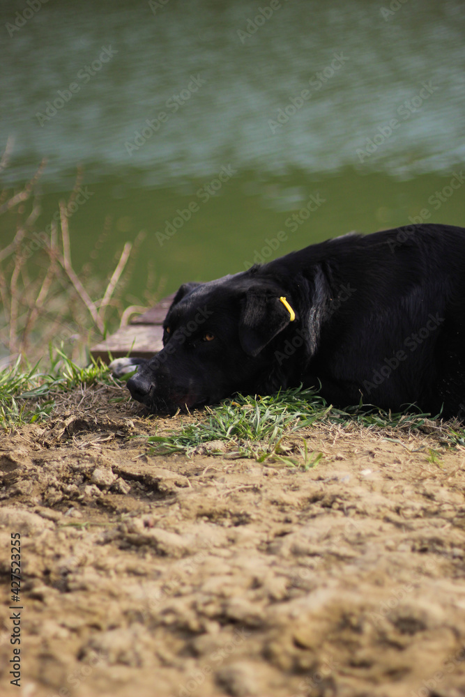 sleeping black dog on the shore of the lake. sleeping black dog on the shore of the lake.