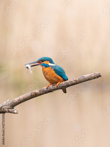 Kingfisher with a fish on a branch