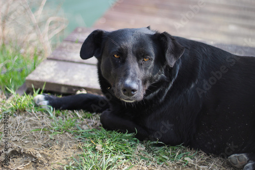 Wallpaper Mural sad black dog on the shore of the lake. Torontodigital.ca