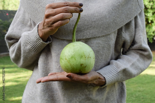 Female holding round bottlegourd vegetable in hand. Indian asian sphere shaped organic squash plucked photo