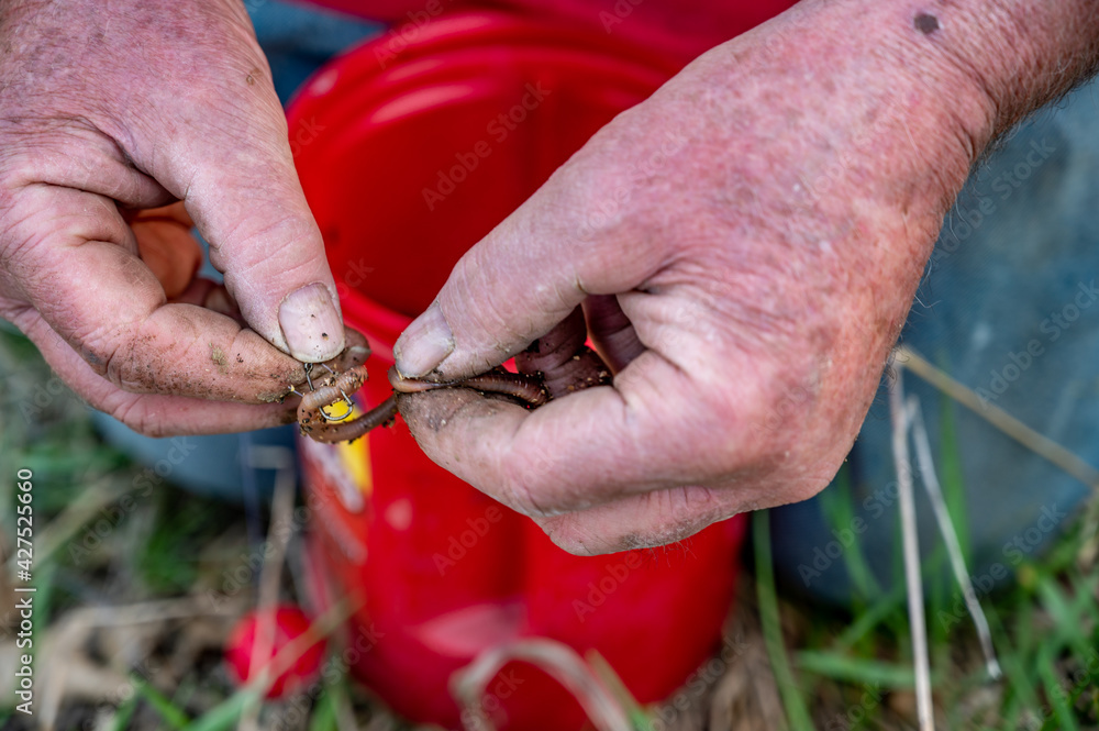 caucasian hands putting a worm on a hook to use as live bait Stock ...