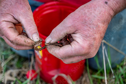 caucasian hands putting a worm on a hook to use as live bait
