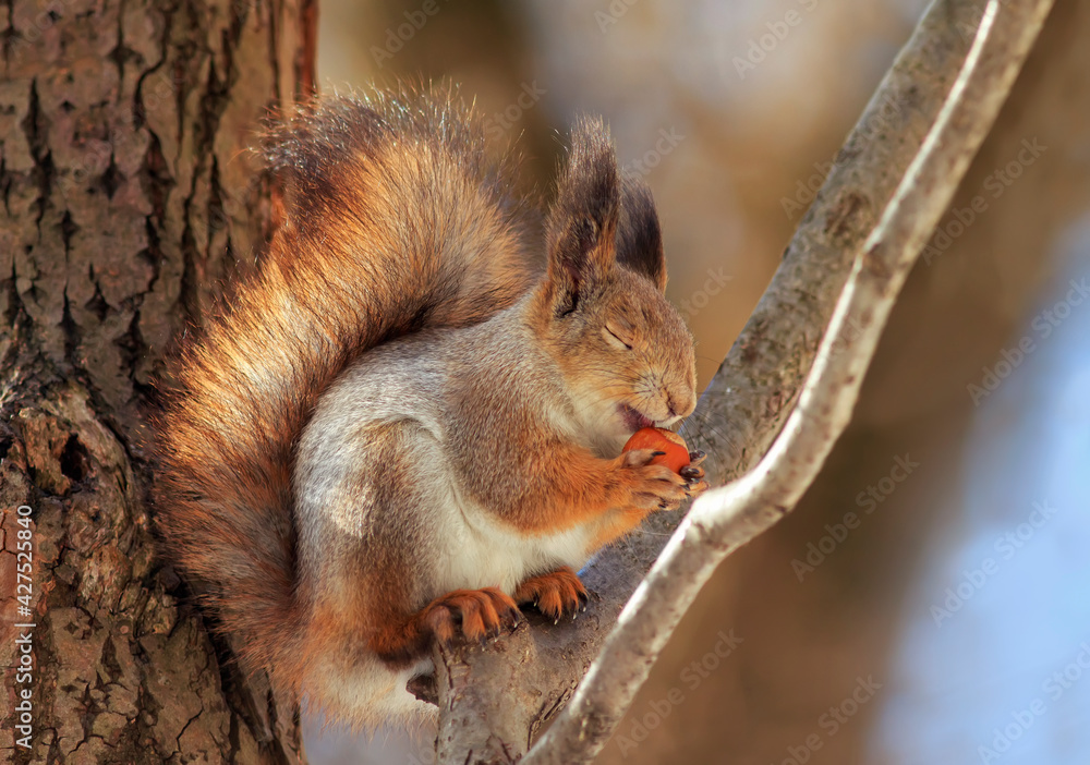 cute fluffy squirrel sitting in the park on a tree branch and appetitiously eats a hazelnut with his eyes closed cute fluffy squirrel sitting in the park on a tree branch and appetitiously eats a hazelnut with his eyes closed
