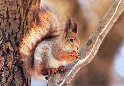 cute fluffy squirrel sitting in the park on a tree branch and appetitiously e...